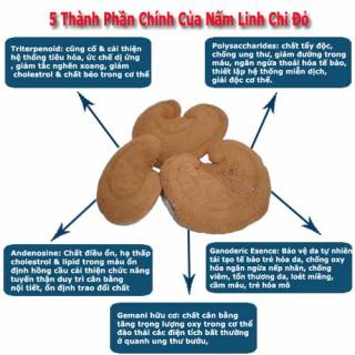 Tác dụng của nấm linh chi với bệnh tiểu đường Tác dụng của nấm linh chi với bệnh tiểu đường