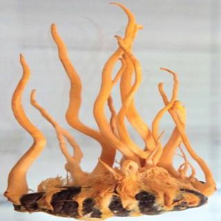 Cận cảnh đông trùng hạ thảo 7 triệu đồng/kg của Việt Nam Cận cảnh đông trùng hạ thảo 7 triệu đồng/kg của Việt Nam