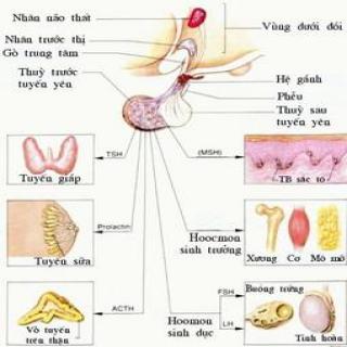 Đông trùng hạ thảo có tác dụng đối với hệ thống nội tiết