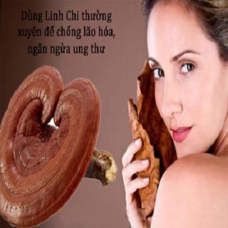Nấm linh chi chống béo phì Nấm linh chi chống béo phì