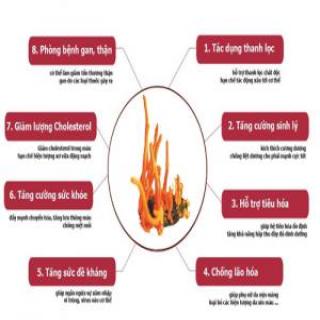 Đông trùng hạ thảo chữa bệnh gì? Tác dụng của đông trùng hạ thảo Đông trùng hạ thảo chữa bệnh gì? Tác dụng của đông trùng hạ thảo