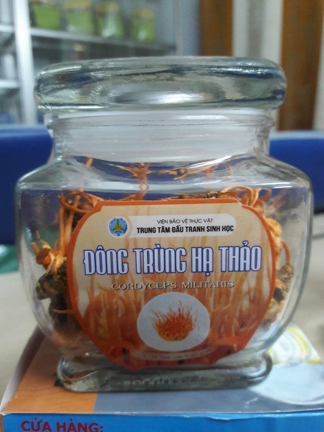 Đông trùng hạ thảo nguyên con nhộng tằm tươi Đông trùng hạ thảo nguyên con nhộng tằm tươi