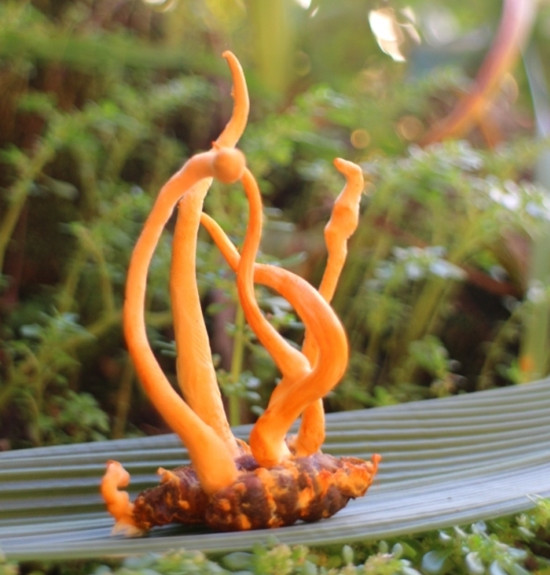Cordyceps sinensis tự nhiên rất quý hiếm Cordyceps sinensis tự nhiên rất quý hiếm
