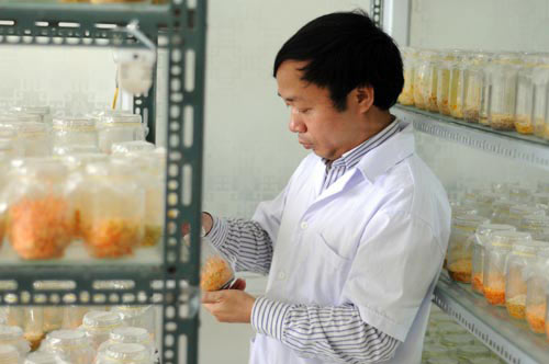 Năm 2011, sau chuyến công tác tới Trung tâm phòng chống ung thư của Mỹ và tham quan khu nuôi cấy đông trùng hạ thảo, Tiến sĩ Phạm Văn Nhạ ấp ủ dự định nghiên cứu sản xuất nấm đông trùng hạ thảo Đông trùng hạ thảo bạc tỷ có giá 7 triệu đồng/kg ở VN - 1