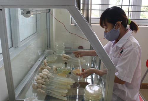 Những cây nấm có phần quả thể to mập, được chọn để lưu giữ giống Những cây nấm có phần quả thể to mập, được chọn để lưu giữ giống