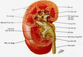 Tác dụng của Đông Trùng Hạ Thảo với Thận