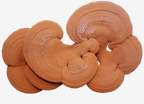 TÁC DỤNG CỦA NẤM LINH CHI ĐỐI VỚI BỆNH TIM MẠCH TÁC DỤNG CỦA NẤM LINH CHI ĐỐI VỚI BỆNH TIM MẠCH